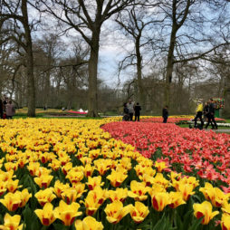 Parterre extérieur tulipes jaunes et orangées - Keukenhof Pays-Bas