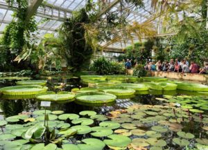 Jardin-botanique-Meise-palais-des-plantes-nenuphars-sur-bassin