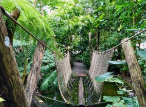 Jardin-botanique-Meise-palais-des-plantes-pont-de-singe