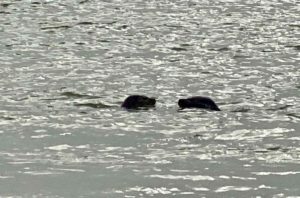 Phoques-baie-d-Authie-deux-tetes-dans-eau