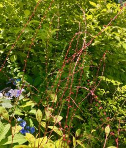 Le-Jardin-des-Lianes-Cheriennes-fleurs-rouges-minces