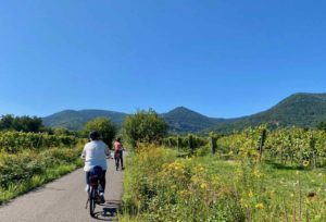 Mont-Sainte-Odile-tourisme-voie-verte-vignes-a-velo
