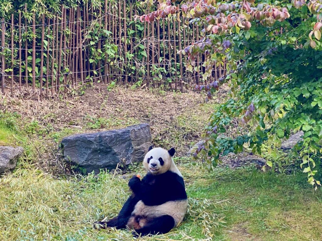 Pairi-Daiza-panda-dans-nature