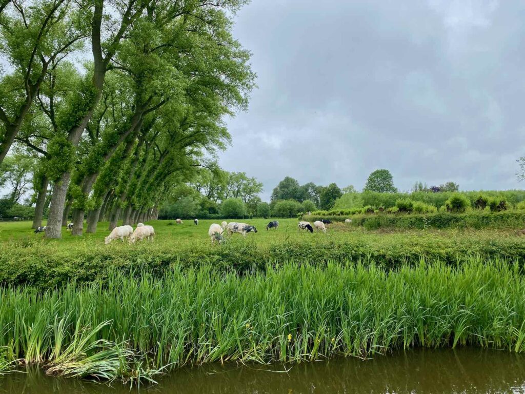 Chateau-d-Oostkerke-vaches