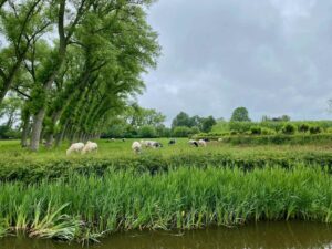 Chateau-d-Oostkerke-vaches