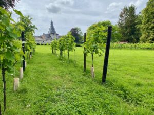 Wepion-chateau-de-Bioul-vignes