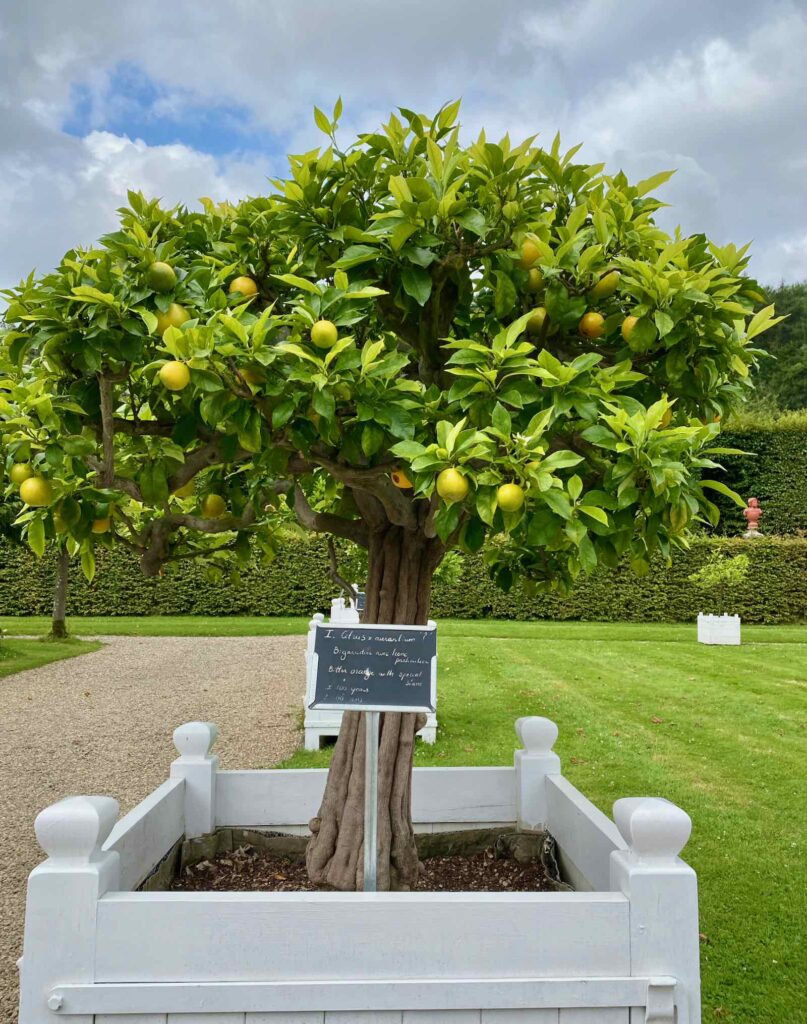 Jardin-en-Wallonie-chateau-de-Freyr-citronnier