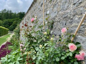 Jardin-en-Wallonie-chateau-de-Freyr-roses